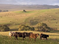 Compramos y vendemos ganado en Galicia